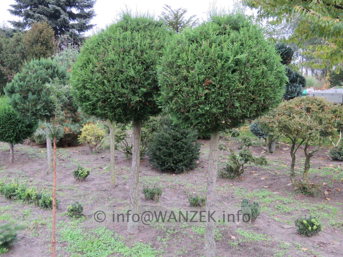 Chamaecyparis lawsoniana Robusta - Kugelstamm 02.JPG